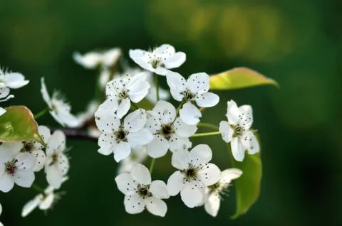 Cherry Blossom Stock Photos
