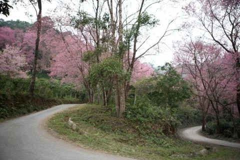 Cherry blossom Stock Photos