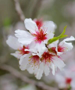Cherry Blossom Stock Photos