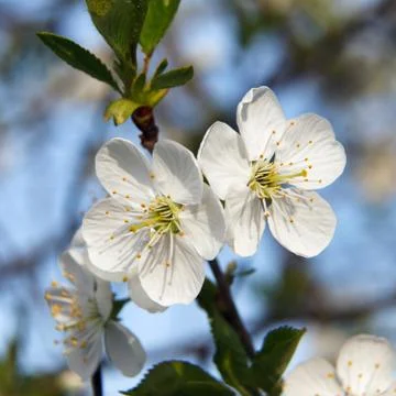 Cherry Blossom Stock Photos
