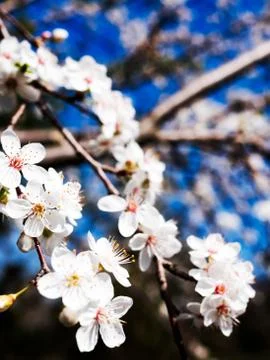 Cherry blossom Stock Photos