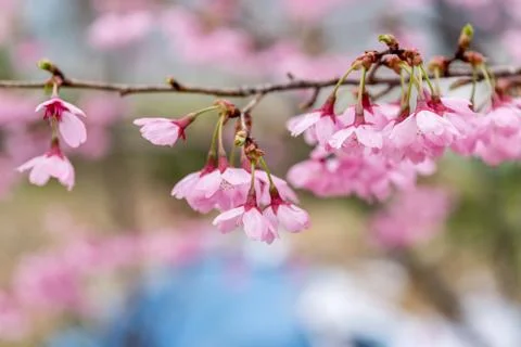 Cherry blossom Foto stock