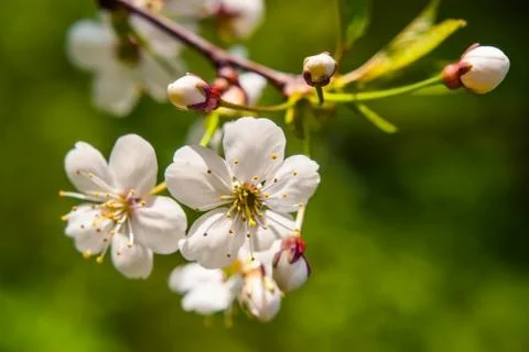 Cherry blossom Stock Photos