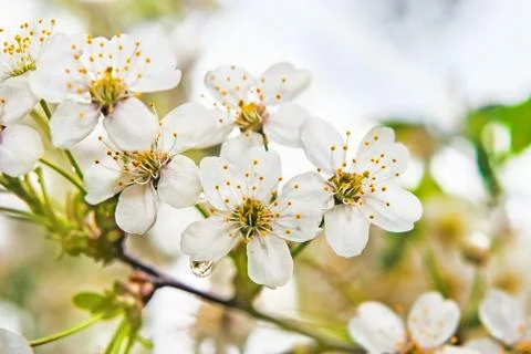 Cherry blossom Stock Photos