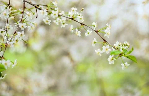 Cherry blossom Stock Photos