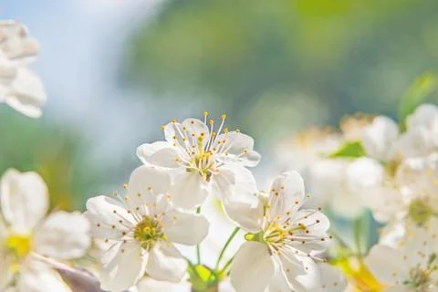 Cherry blossom Stock Photos