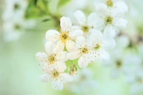 Cherry blossom Stock Photos