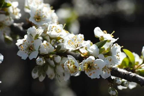 Cherry Blossom Stock Photos