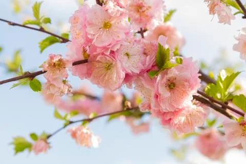 Cherry blossom Stock Photos