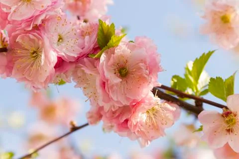 Cherry blossom Stock Photos