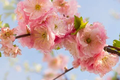 Cherry blossom Stock Photos