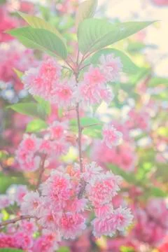 Cherry blossom Stock Photos