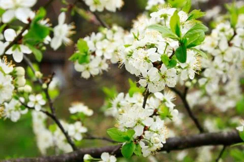 Cherry blossom Stock Photos
