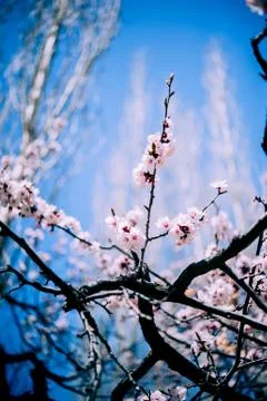 Cherry blossom Stock Photos