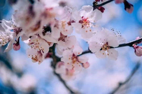 Cherry blossom Stock Photos
