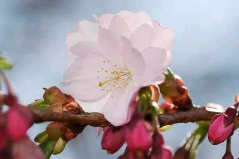 Cherry blossom Stock Photos