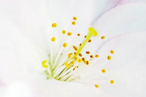 Cherry Blossom Stock Photos