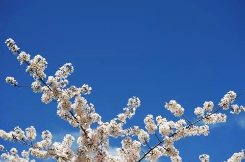 Cherry blossom Stock Photos
