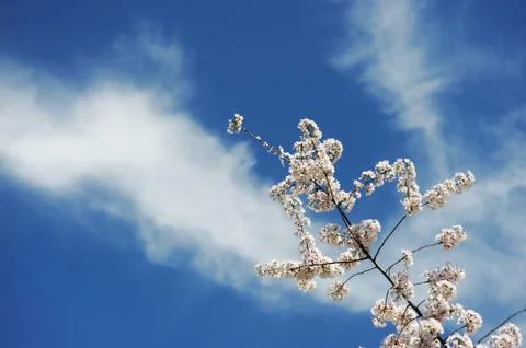 Cherry blossom Stock Photos