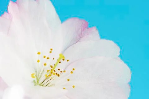 Cherry Blossom Stock Photos
