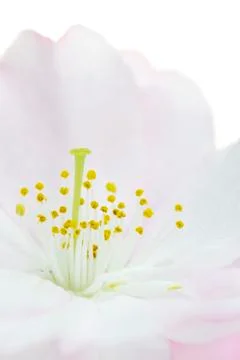 Cherry Blossom Stock Photos