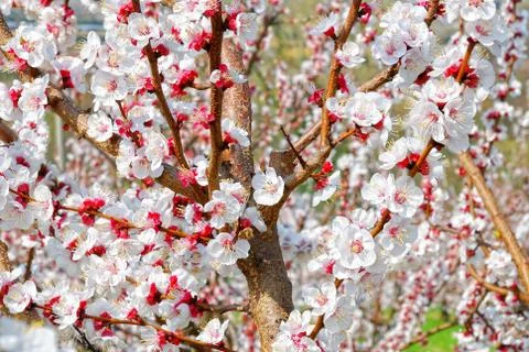 Cherry blossom Foto stock