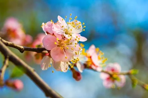 Cherry blossom Stock Photos