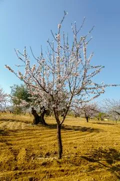 Cherry blossom Stock Photos