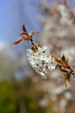 Cherry Blossom 库存照片