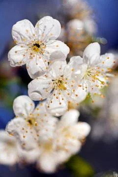 Cherry blossom Stock Photos