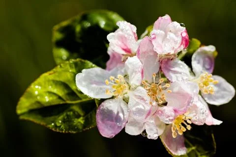 Cherry blossom Stock Photos