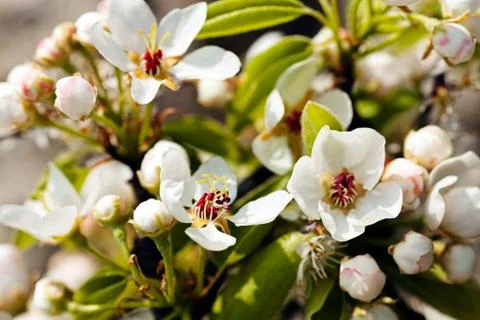 Cherry blossom Stock Photos