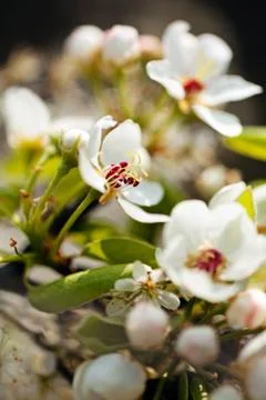 Cherry blossom Stock Photos