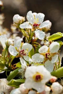 Cherry blossom Stock Photos