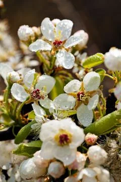 Cherry blossom Stock Photos