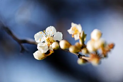 Cherry blossom Stock Photos