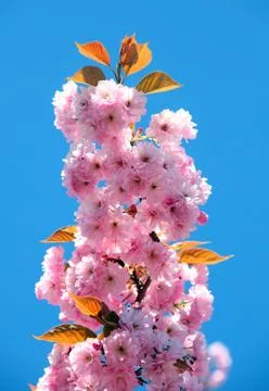 Cherry blossom Stock Photos