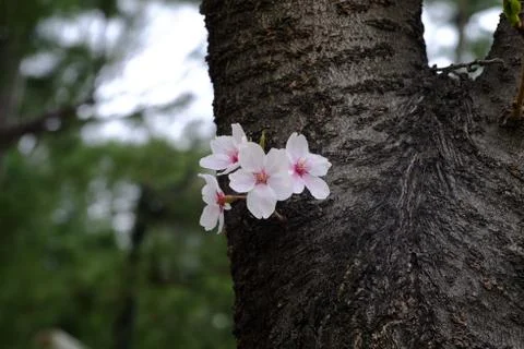 Cherry blossom Stock Photos