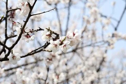 Cherry blossom Stock Photos