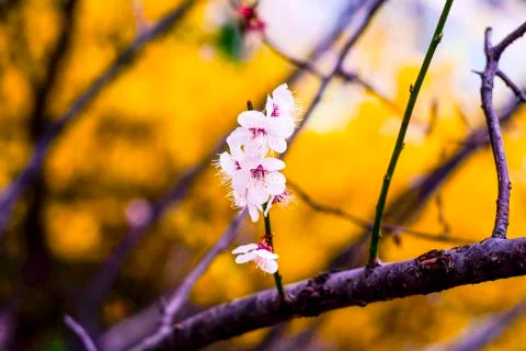 Cherry blossom Stock Photos