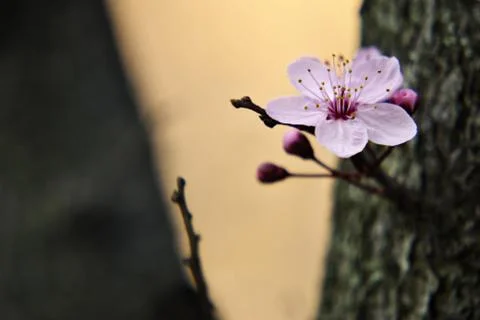 Cherry blossom Foto stock