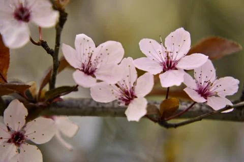 Cherry blossom Fotos de archivo