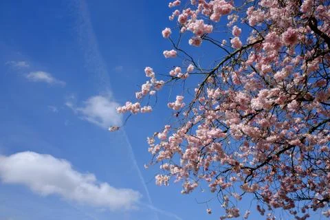 Cherry Blossom Stock Photos