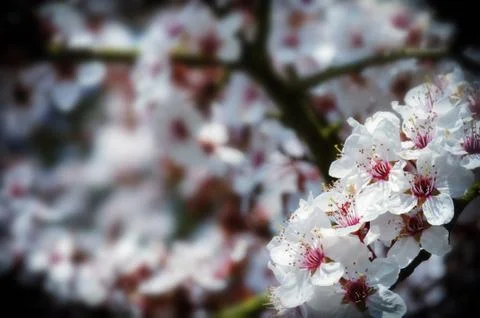 Cherry blossom Stock Photos