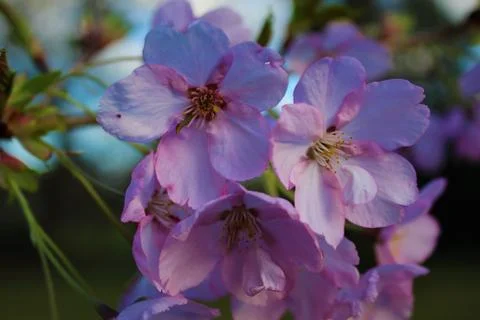 Cherry Blossom Stock Photos