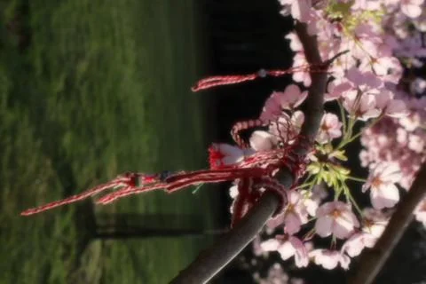 Cherry Blossom Stock Photos