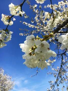 Cherry blossom Stock Photos