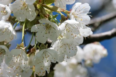 Cherry blossom Stock Photos