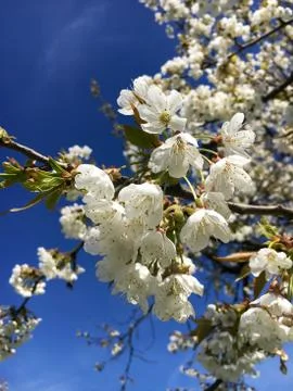 Cherry blossom Stock Photos