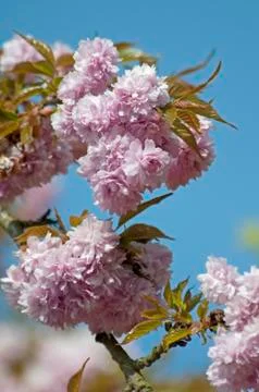 Cherry blossom Фото